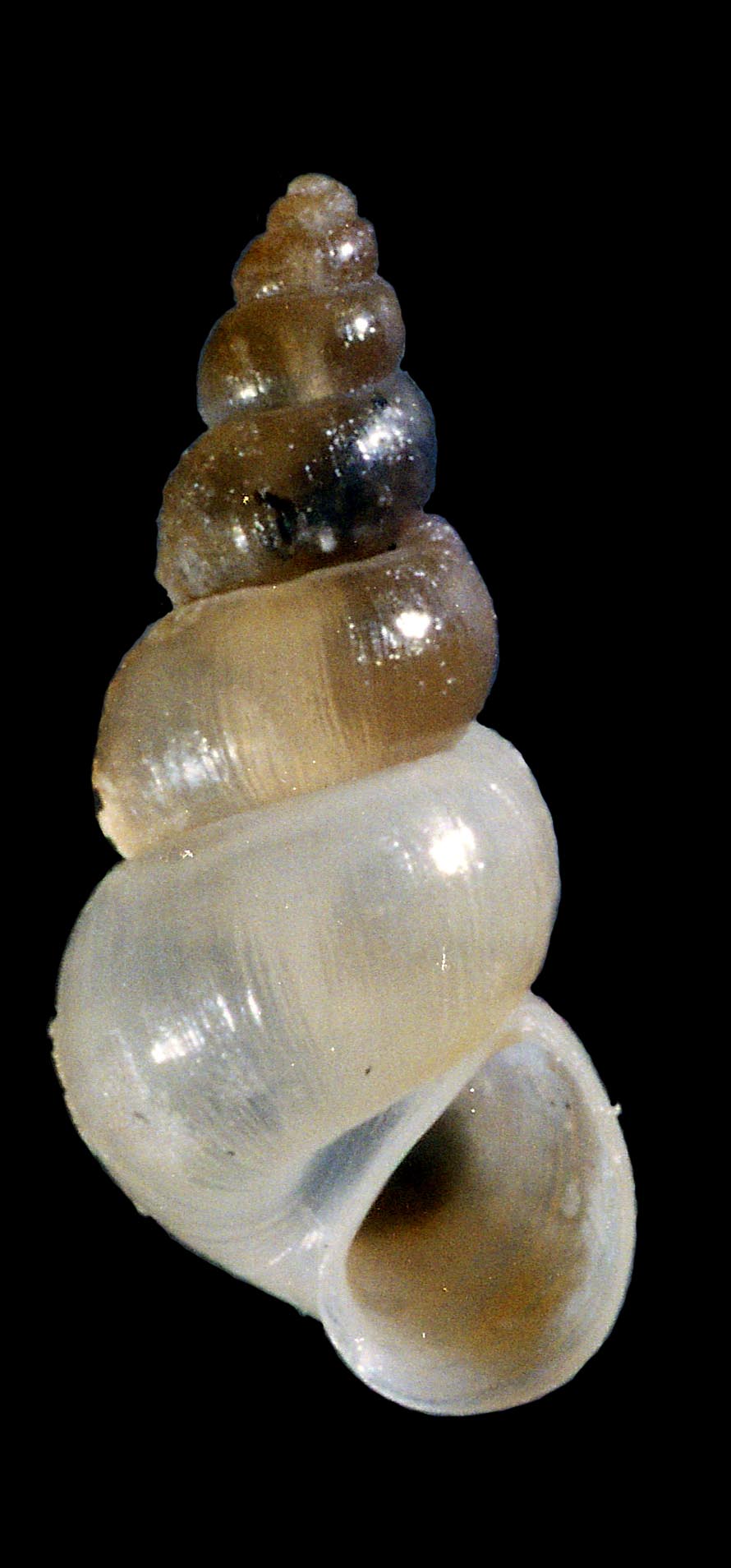 Hydrobiidae (Cres isl.)